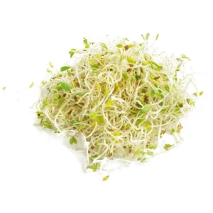 ALFALFA SPROUTS