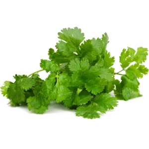 CILANTRO