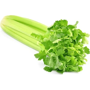 CELERY